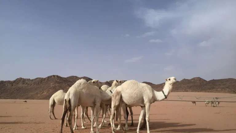 Camels walking in the desert in Hail Province