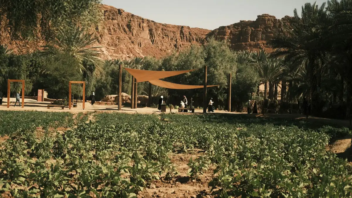 Green crop fields below desert mountains in AlUla