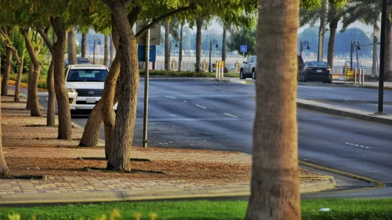 Row of shade trees along a road in Al Jubail