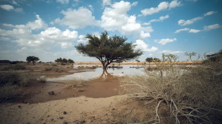 Acacia tree standing in rainwater under clouds in Tabuk, Saudi Arabia
